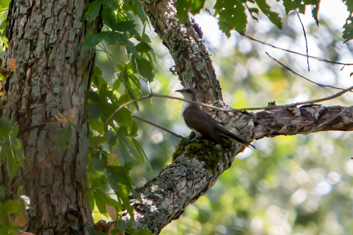 Yellow-billed Cuckoo - ML255098211