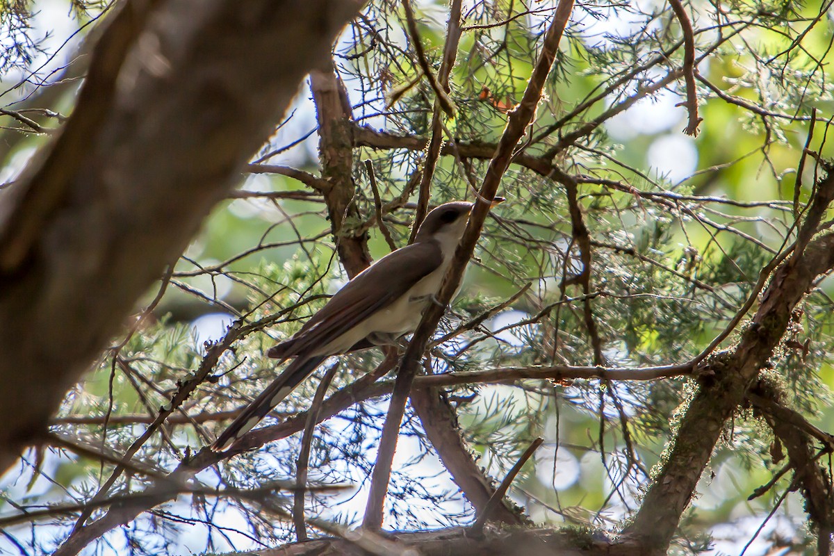 Yellow-billed Cuckoo - ML255098231