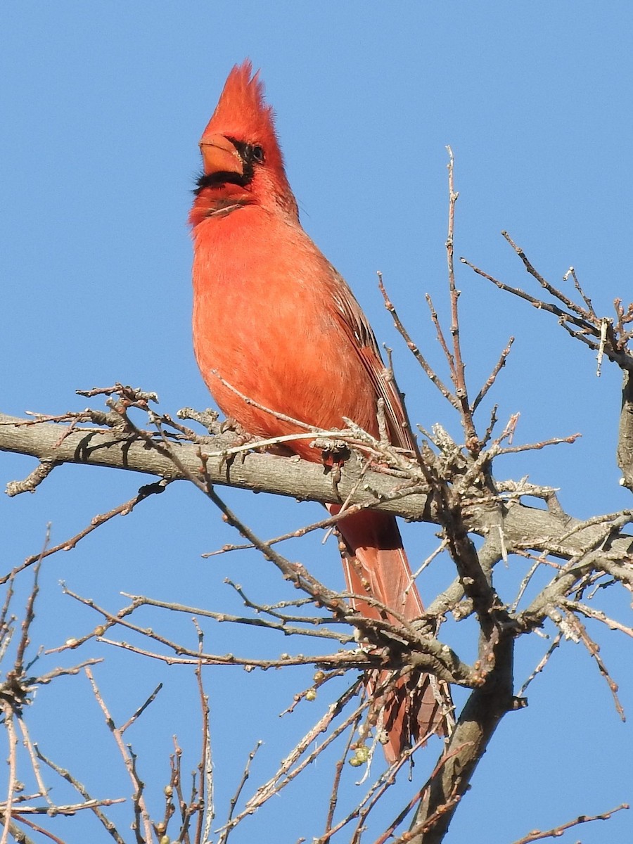 Northern Cardinal - ML25509851