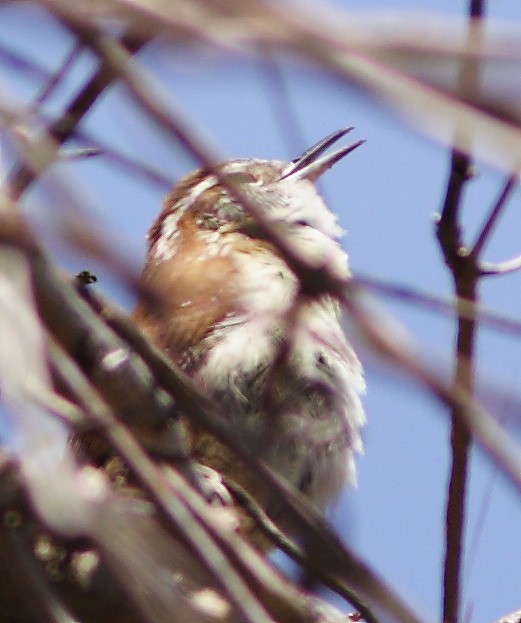 Carolina Wren - ML255099411