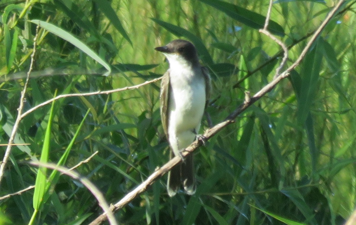 Schieferrücken-Königstyrann - ML255101031