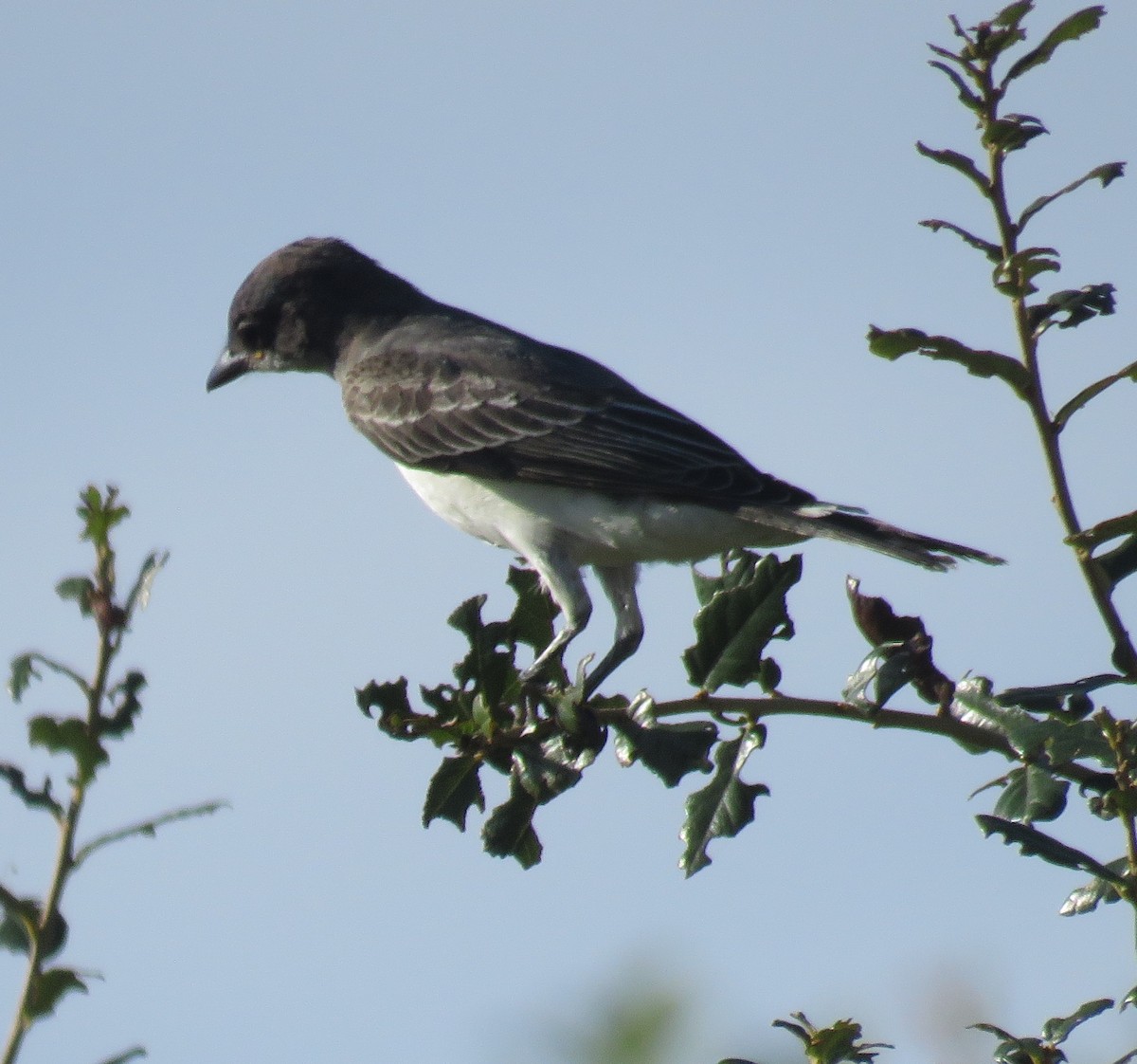 Schieferrücken-Königstyrann - ML255101041