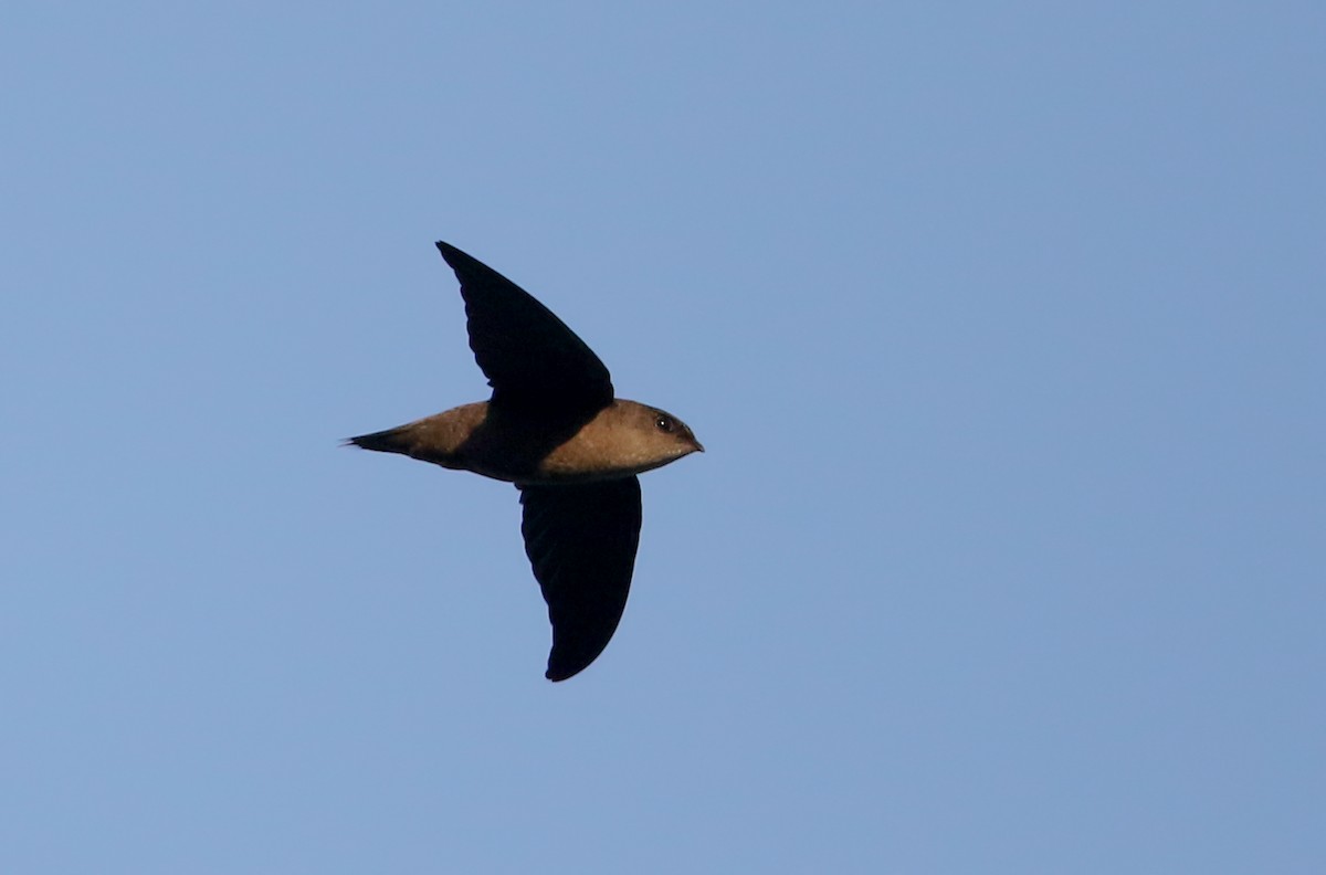 Chimney Swift - ML255103171