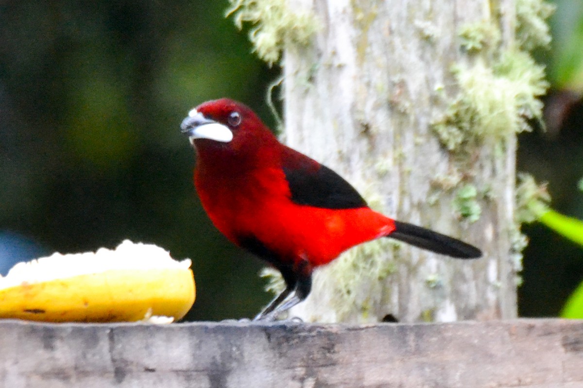 Crimson-backed Tanager - Alison Bentley