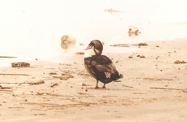 King Eider - ML25510801