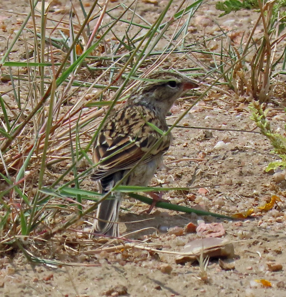 Chipping Sparrow - ML255110001