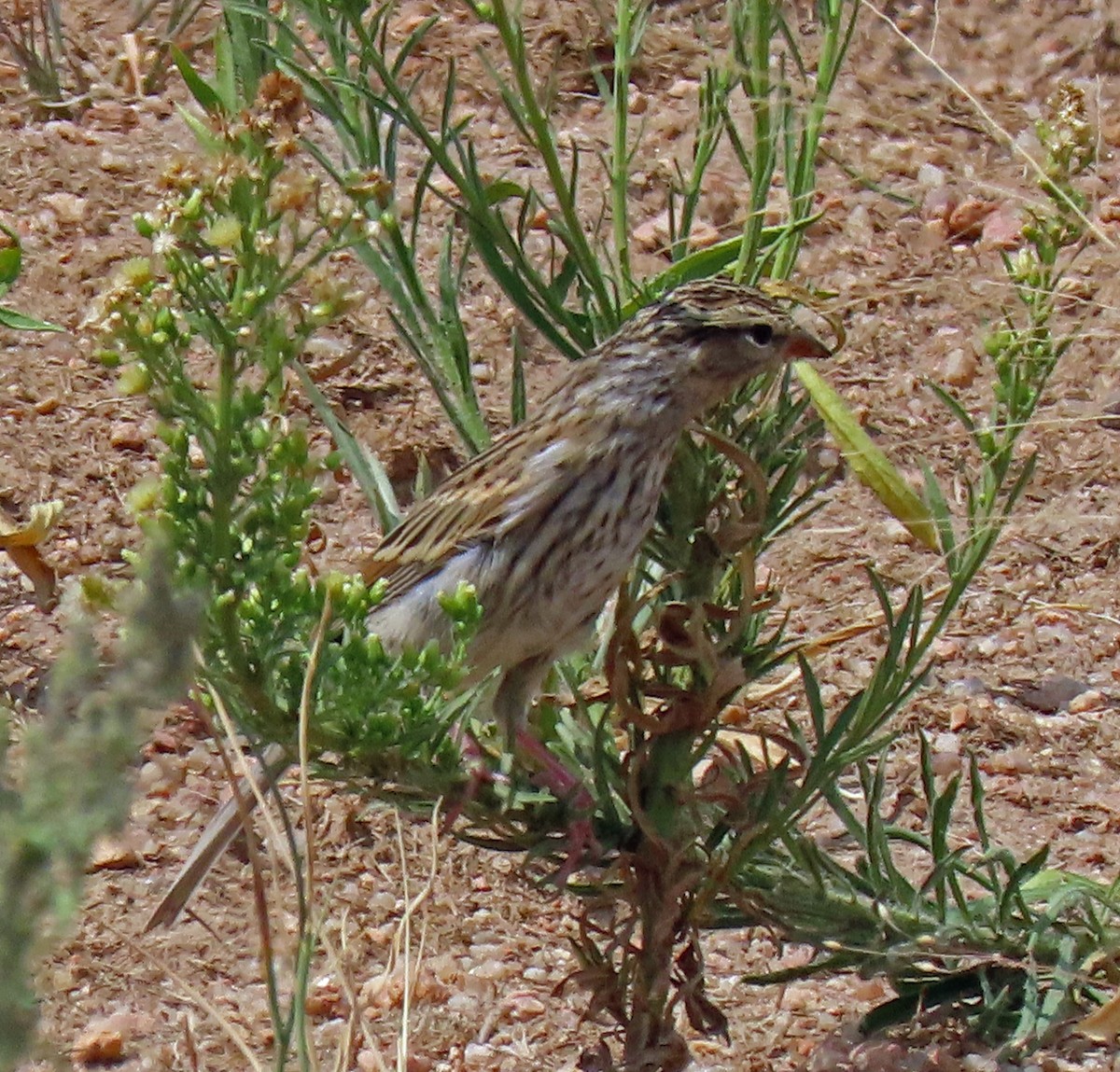 Chipping Sparrow - JoAnn Potter Riggle 🦤