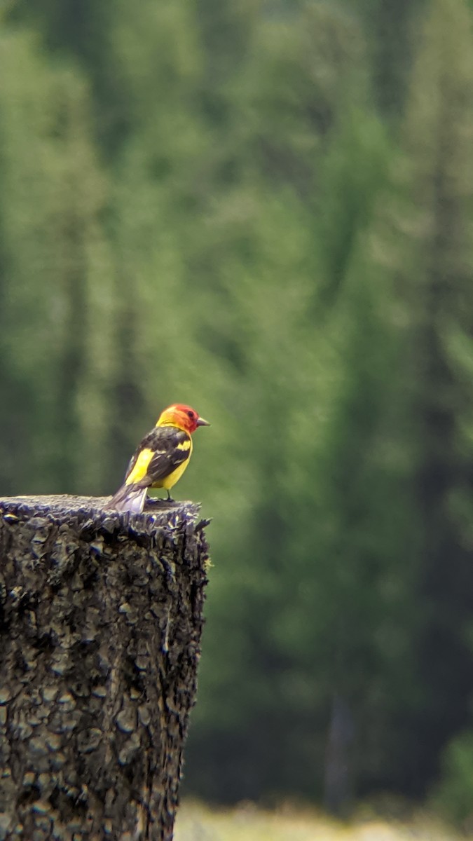 Western Tanager - ML255110421