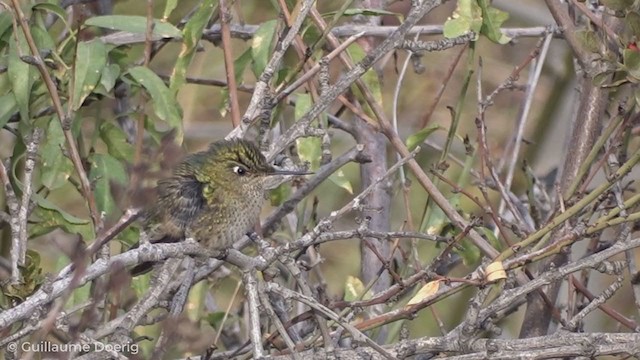 Colibrí Austral - ML255111231