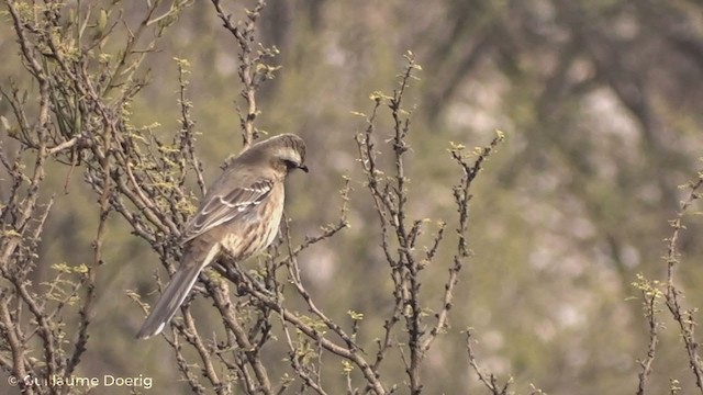 Chilean Mockingbird - ML255111411