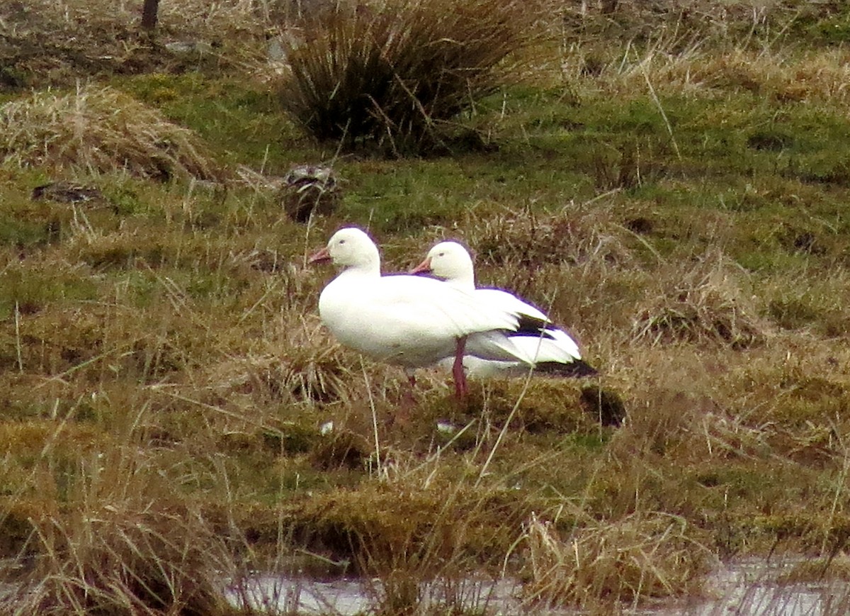 Snow Goose - ML25511241