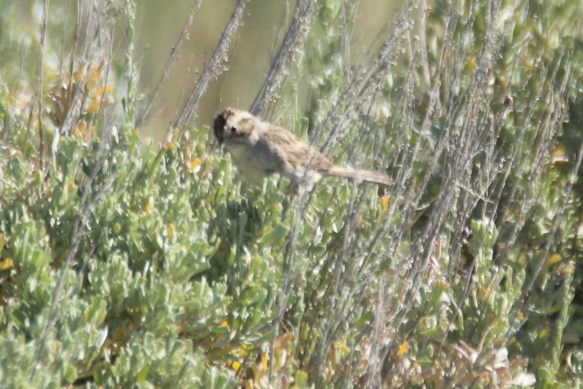 Brewer's Sparrow - ML255114291