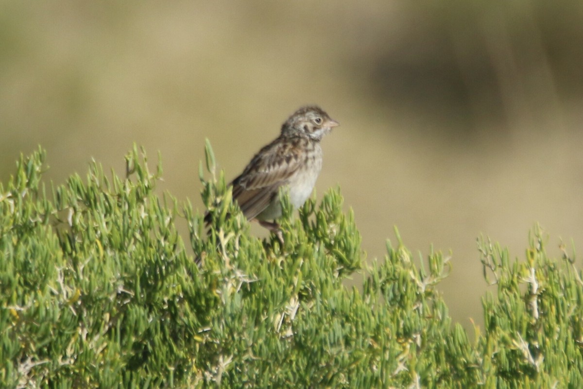 Vesper Sparrow - ML255114411