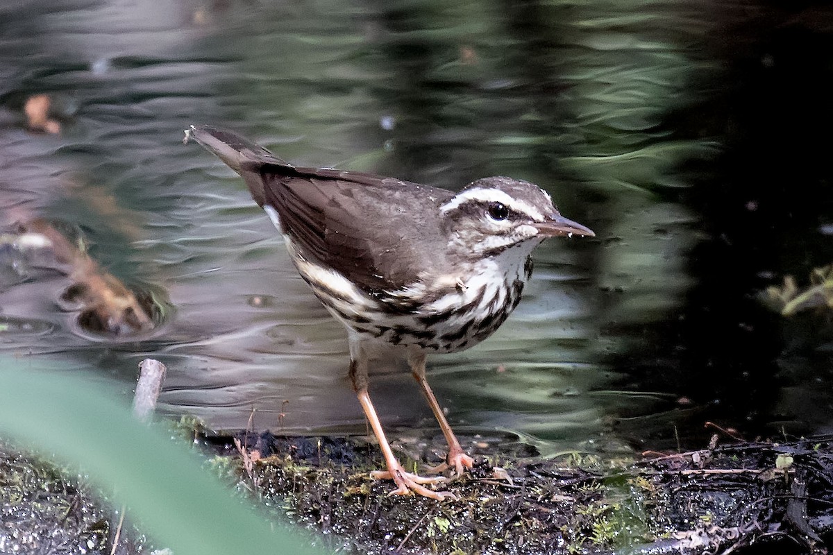 Louisiana Waterthrush - Judy Ferris