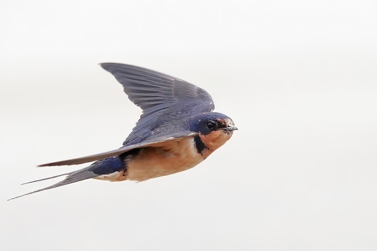 Barn Swallow - ML255115371