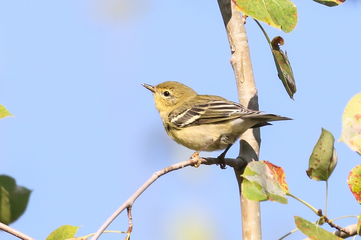 Blackpoll Warbler - ML255117251