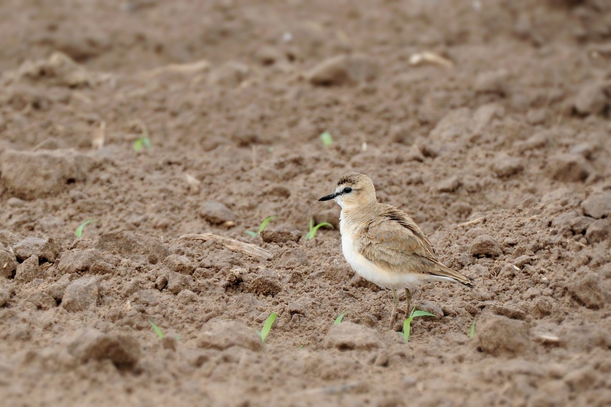 Mountain Plover - ML25511761