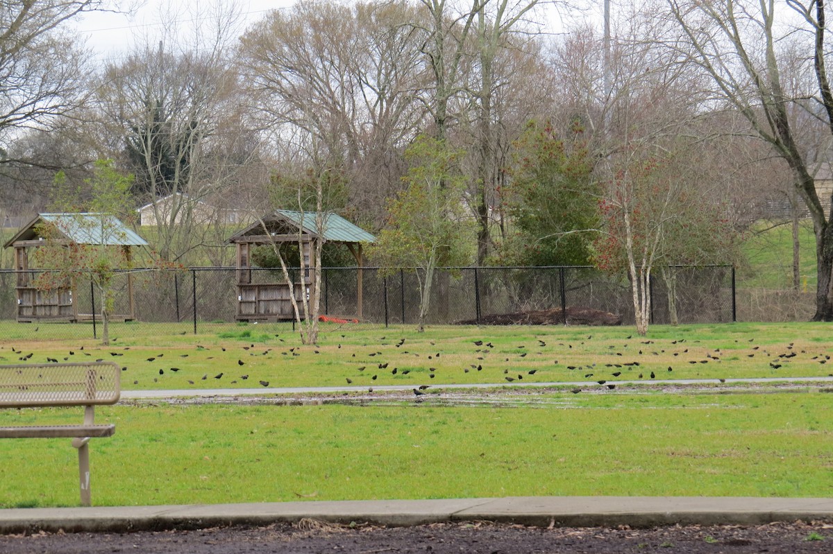 Rusty Blackbird - ML25512371