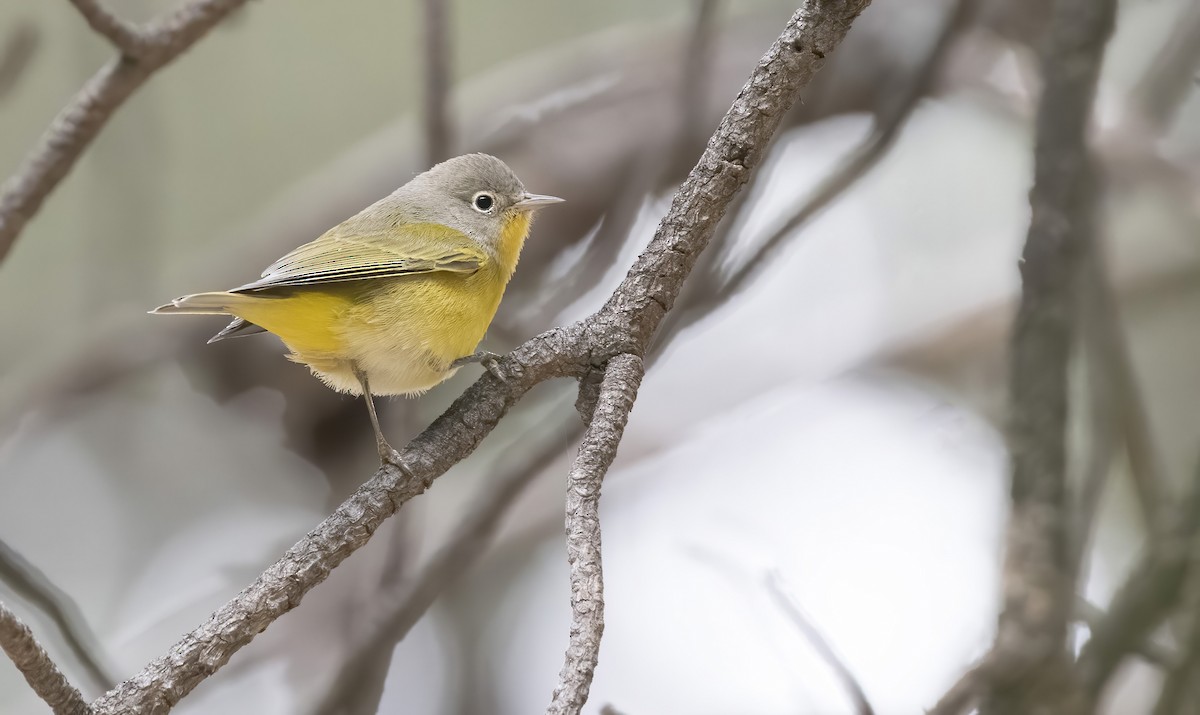 Nashville Warbler - Marky “Dark Arremon” Mutchler