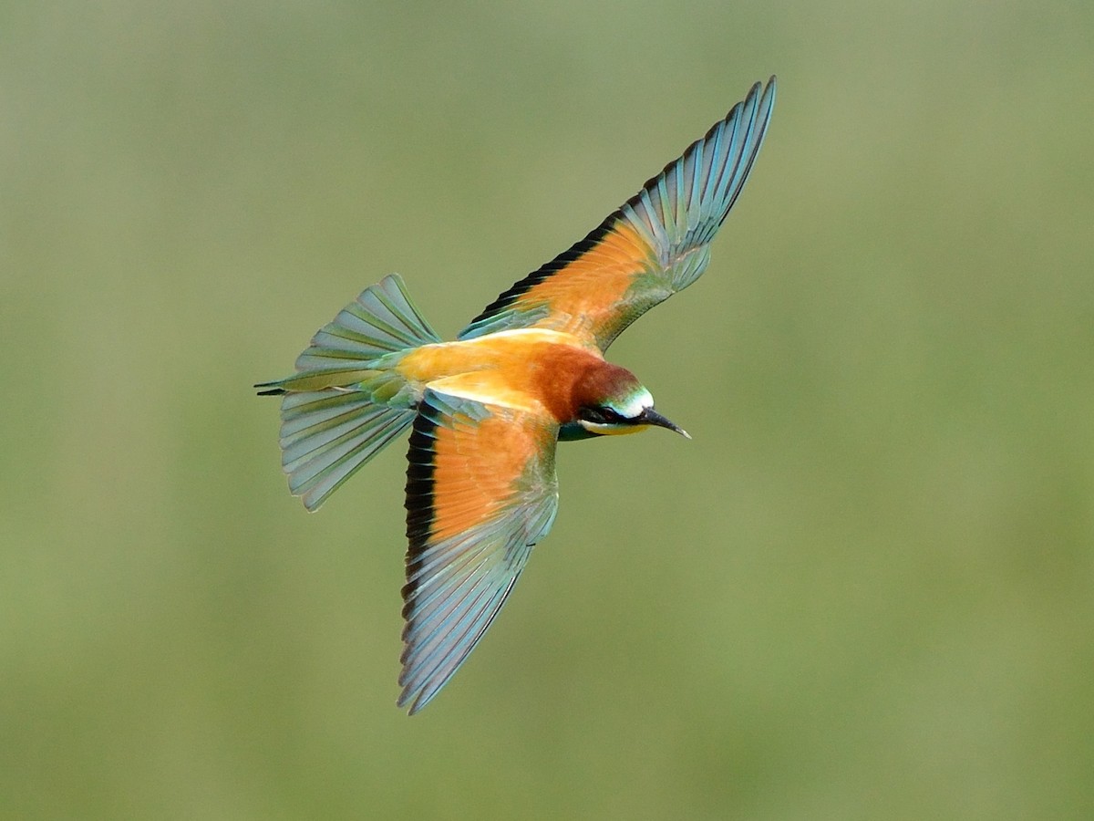 Adult