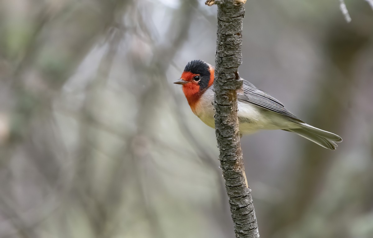 Red-faced Warbler - ML255125951
