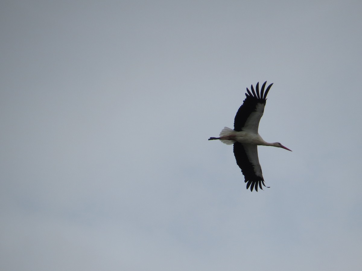 White Stork - ML255125991