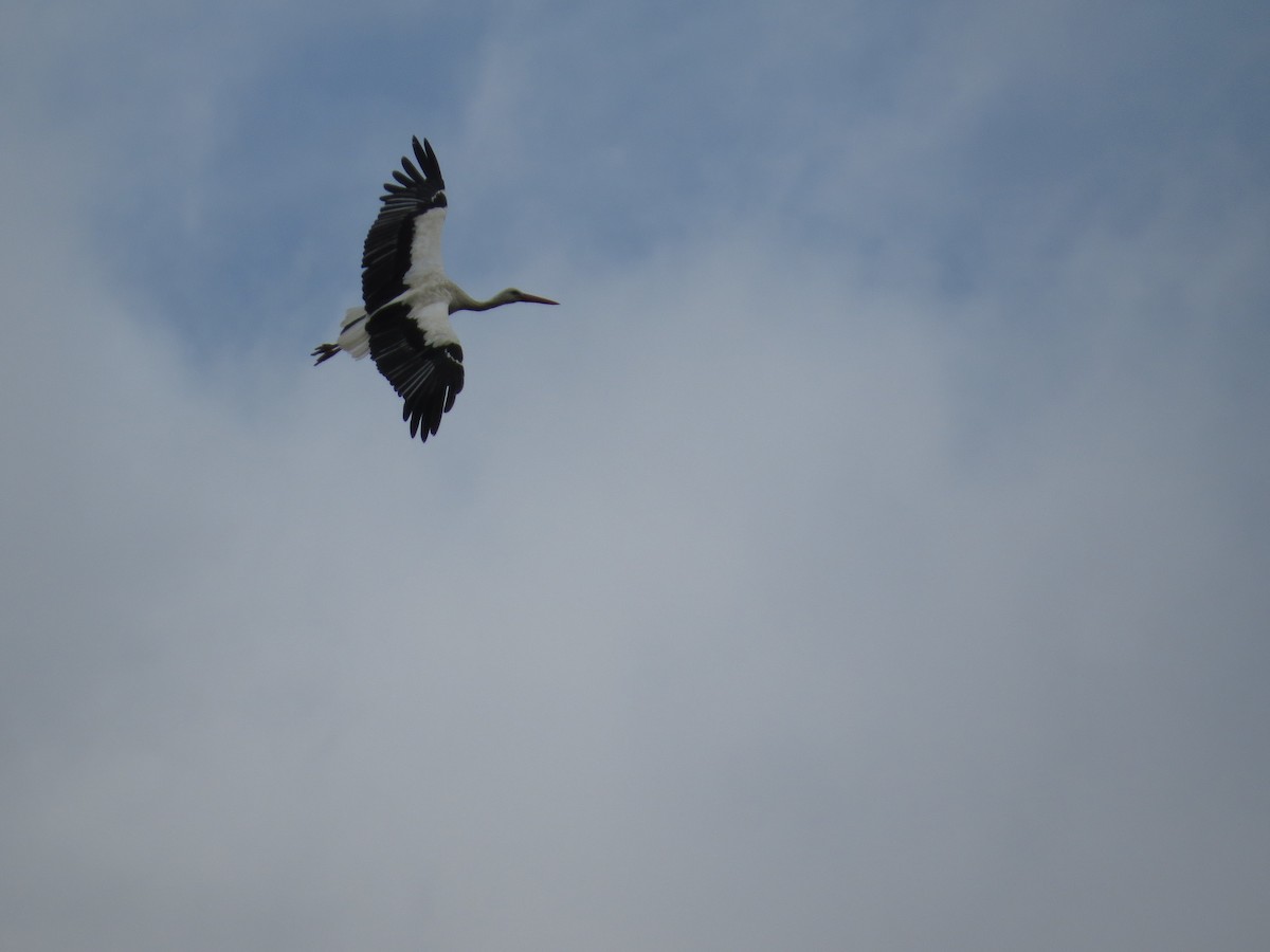 White Stork - ML255126031
