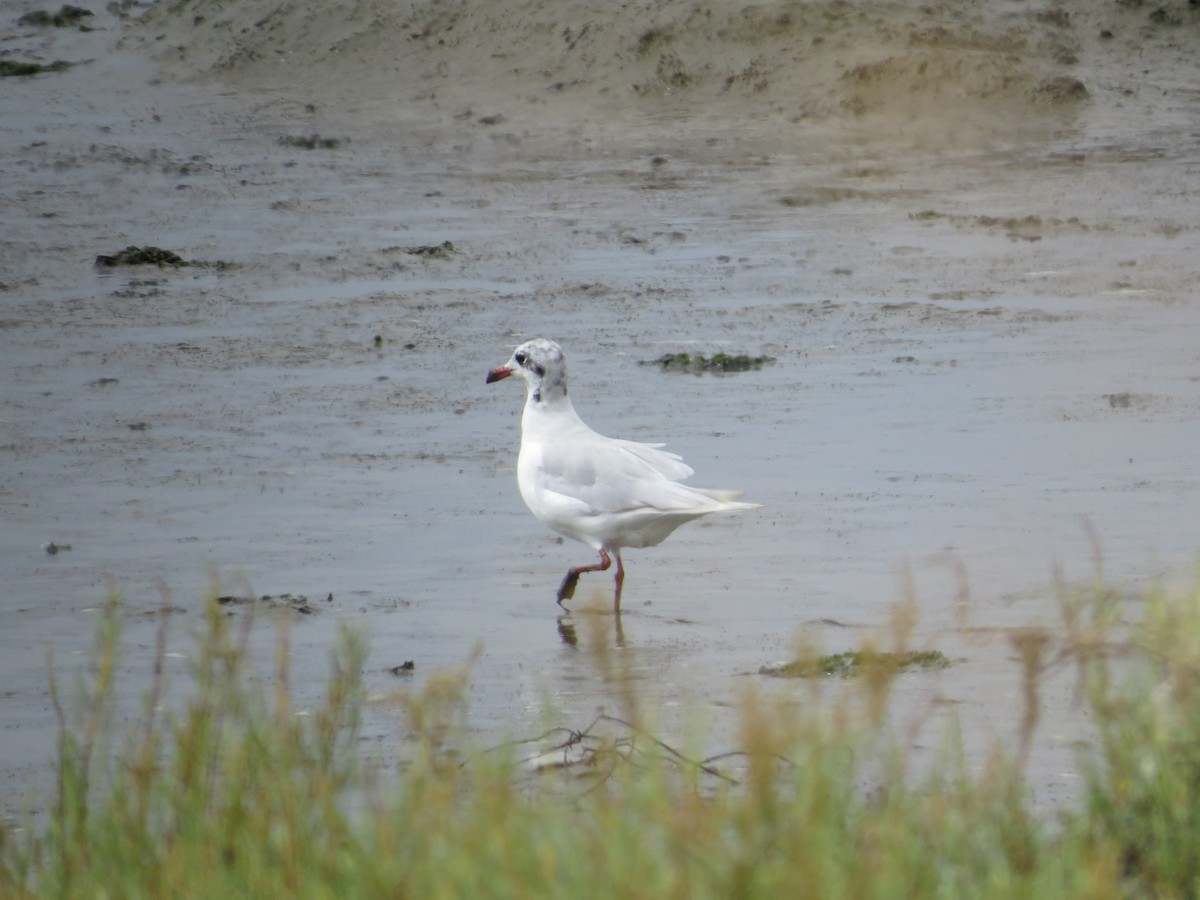 Mouette rieuse - ML255126141