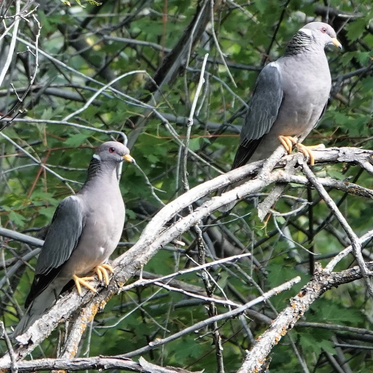 Band-tailed Pigeon - ML255127521