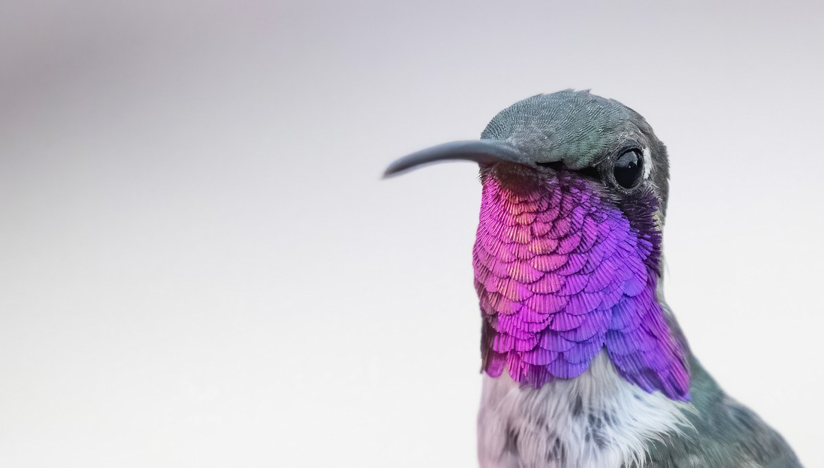 Lucifer Hummingbird - ML255128391