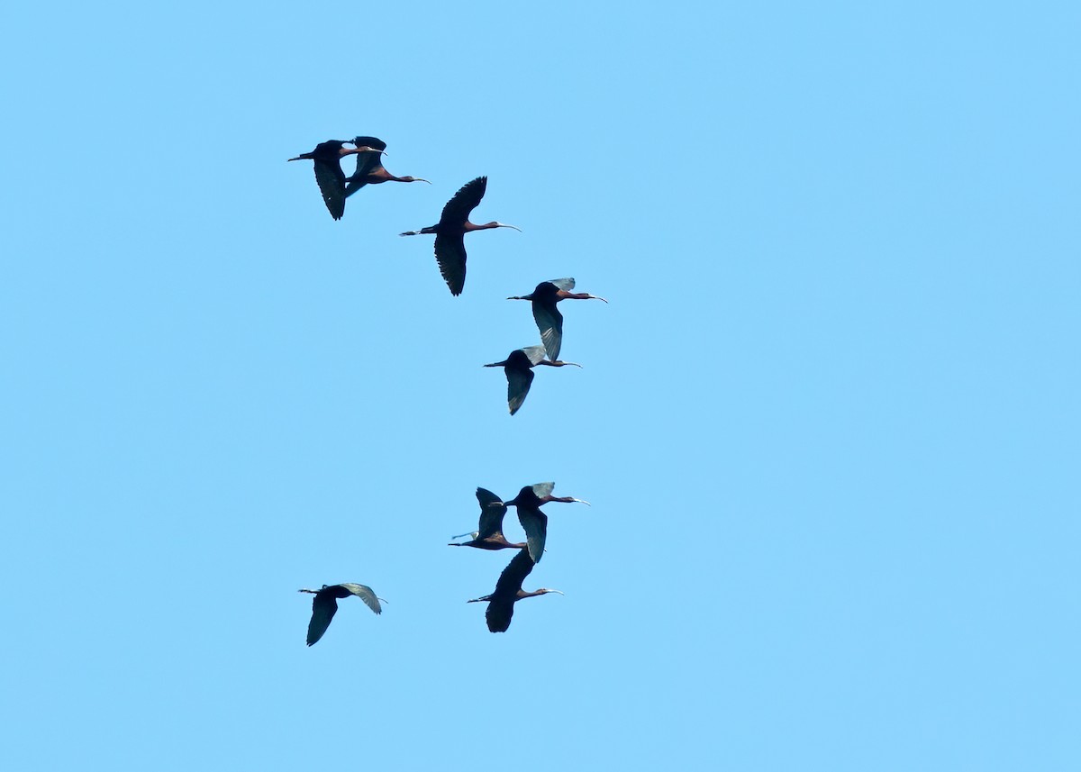 ibis hnědý - ML255128531