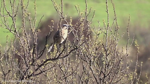 Chilean Mockingbird - ML255128731