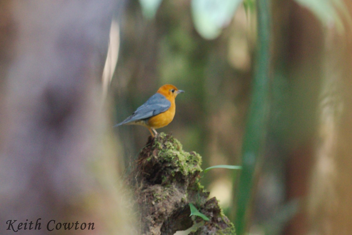 Orange-headed Thrush - Keith Cowton