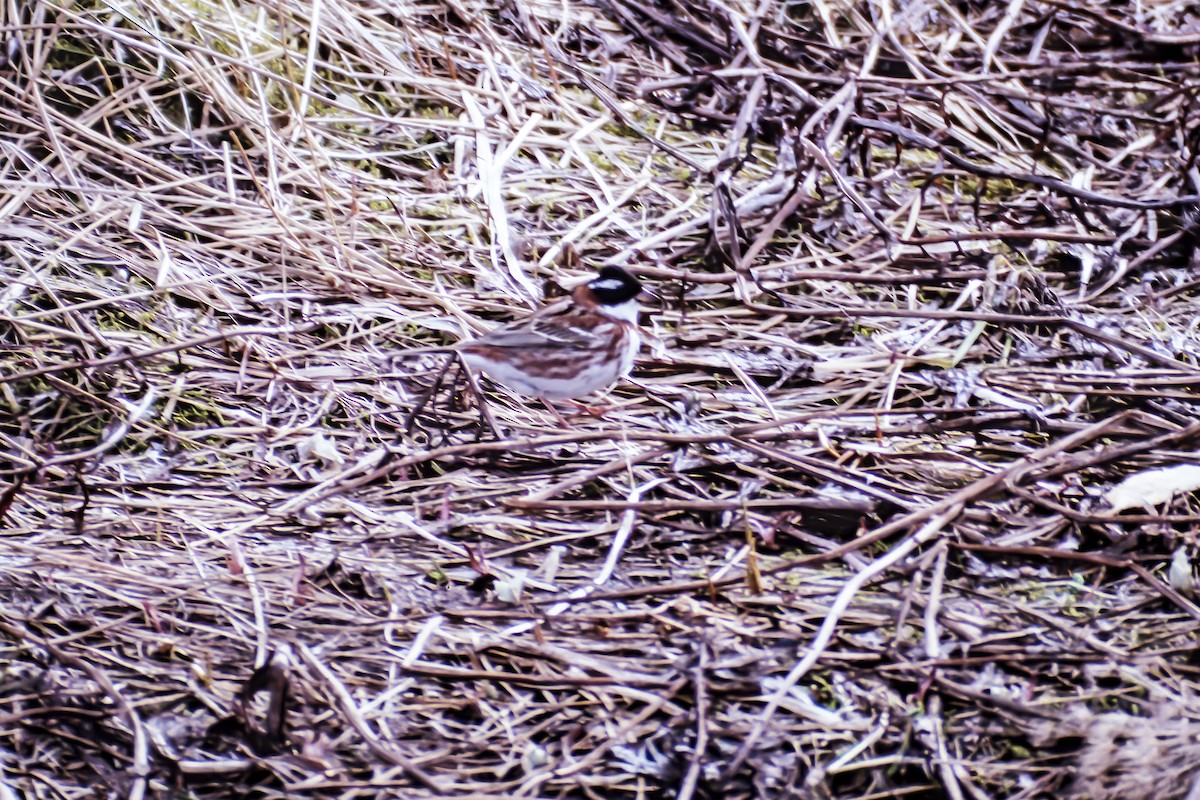 Rustic Bunting - ML255128931