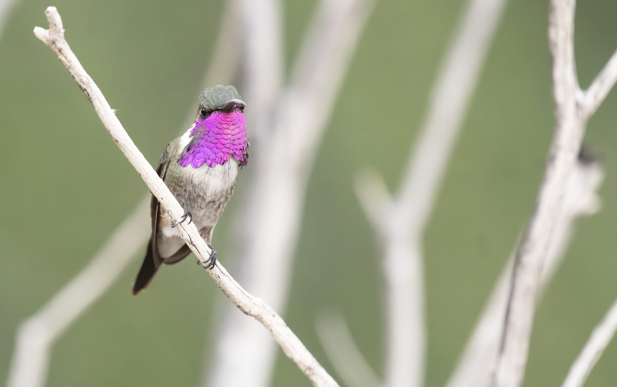 Lucifer Hummingbird - ML255129141