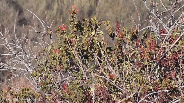 Colibrí Austral - ML255129231