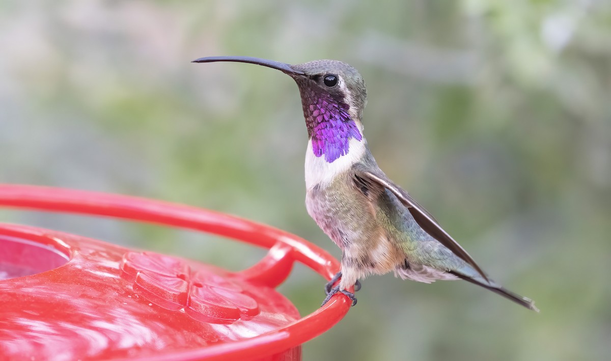 Lucifer Hummingbird - ML255129281