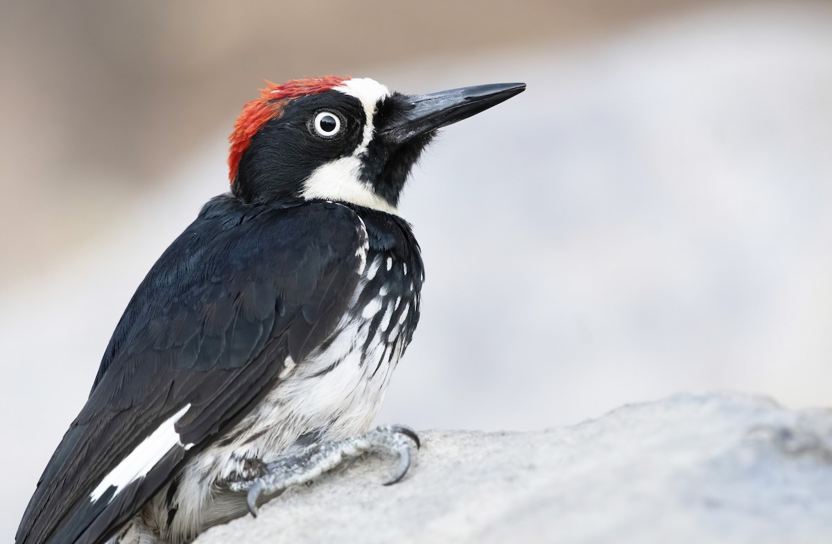 Acorn Woodpecker - ML255129721