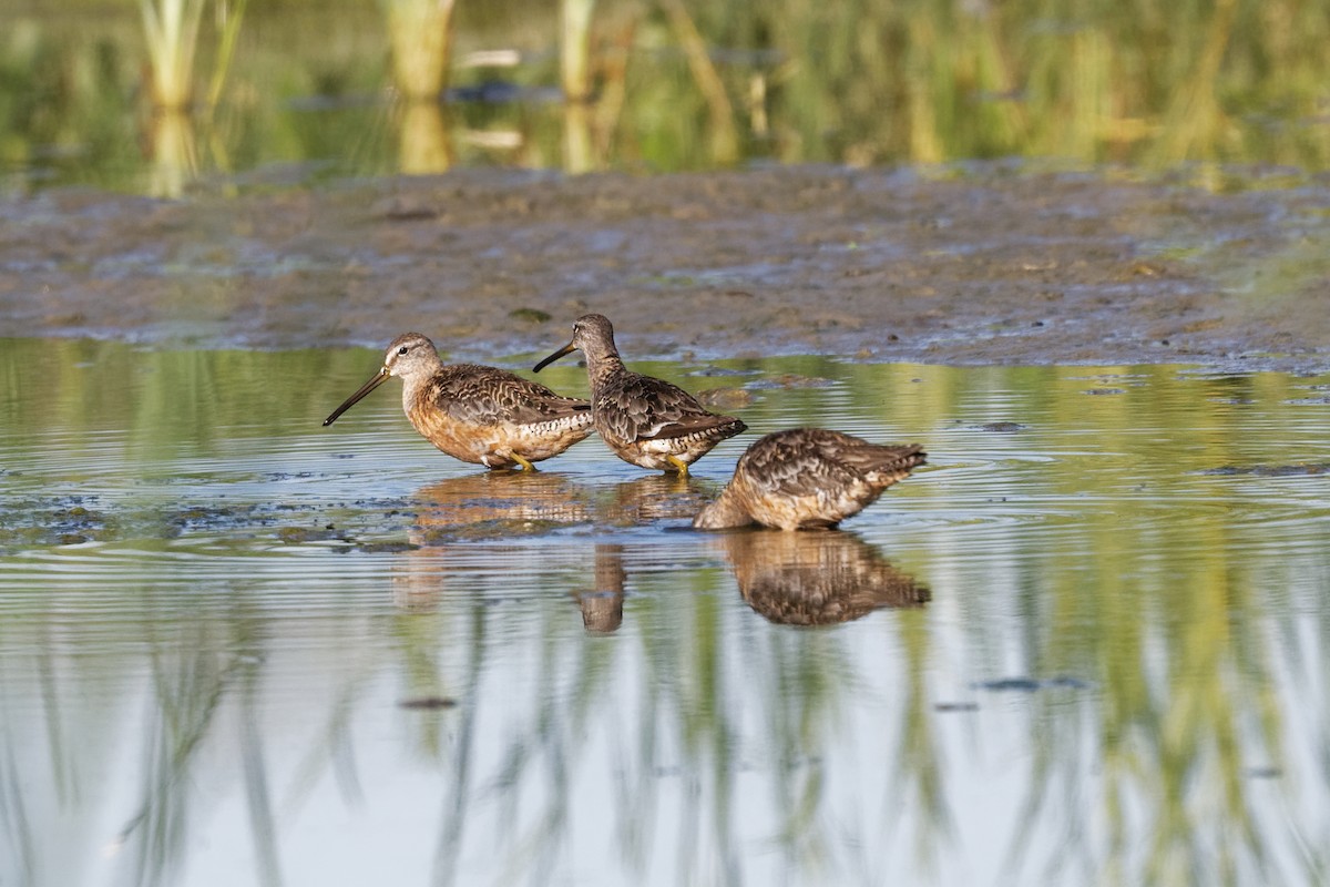 Long-billed Dowitcher - Scott Page