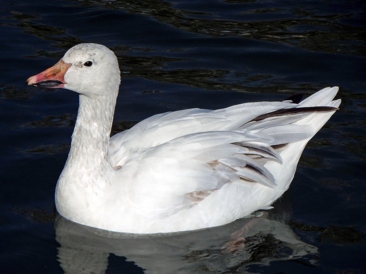 Snow Goose - ML25513141