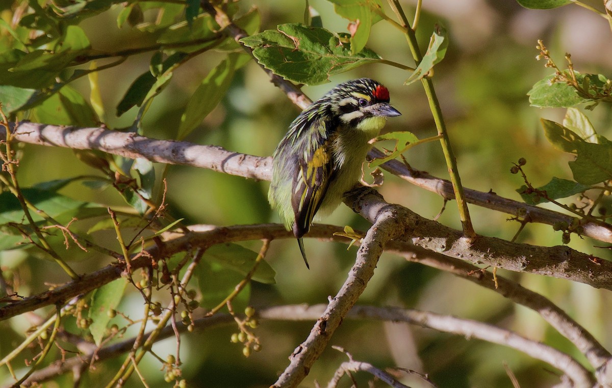 Red-fronted Tinkerbird - ML255132231