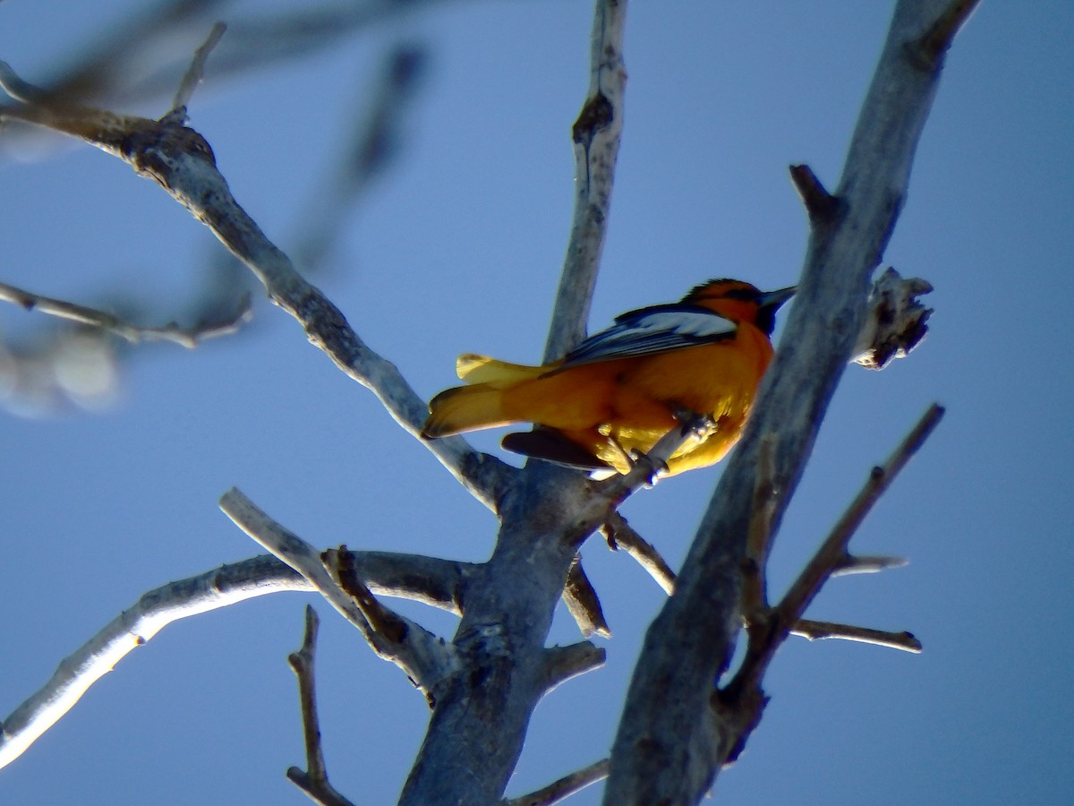 Bullock's Oriole - ML25513251