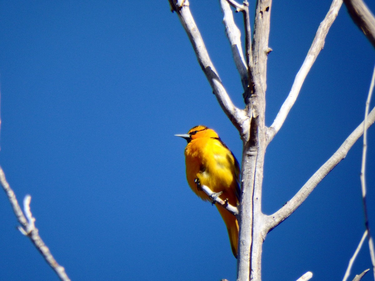 Bullock's Oriole - ML25513261