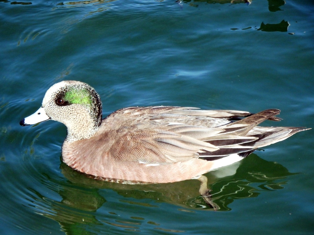 Canard d'Amérique - ML25513311