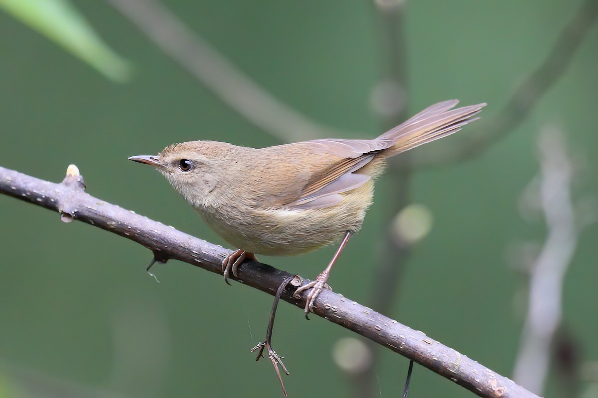 Brownish-flanked Bush Warbler - ML255133851