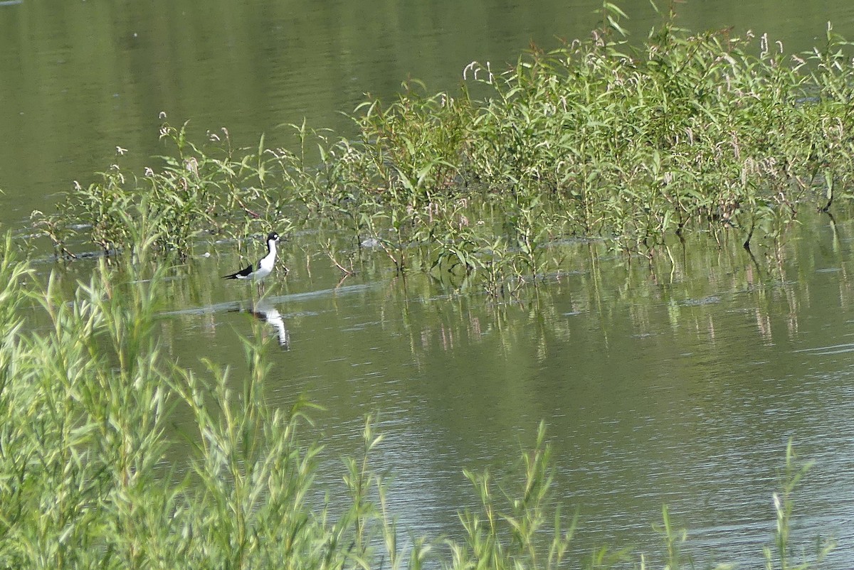 Black-necked Stilt - ML255133891