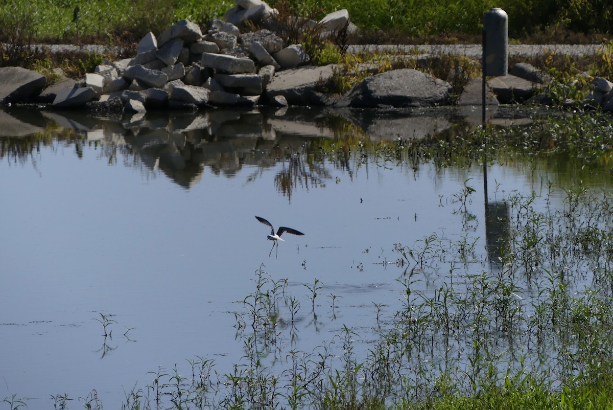 Black-necked Stilt - ML255133931