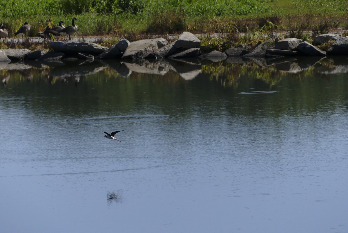 Black-necked Stilt - ML255134001