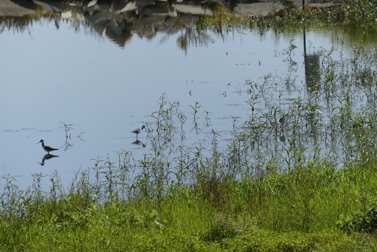 Black-necked Stilt - ML255134081