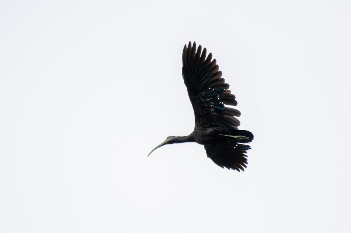 ibis zelený - ML255134871